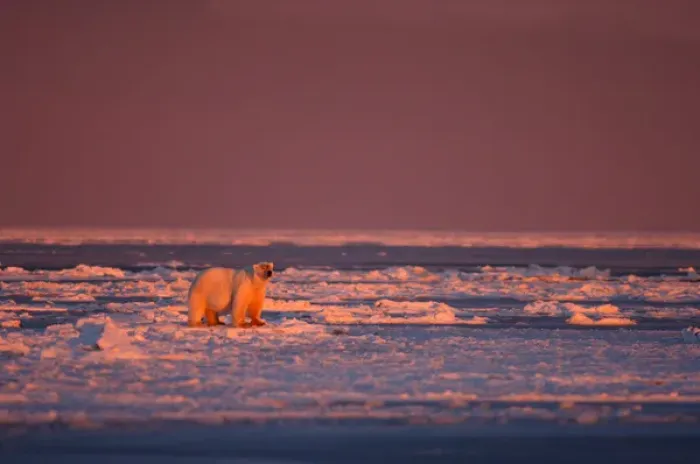 Framed Print : polar bear, Ursus maritimus, in rough ice at sunrise, 1002 coastal plain, Arctic Framed Print : polar bear, Ursus maritimus, in rough ice at sunrise, 1002 coastal plain, Arctic