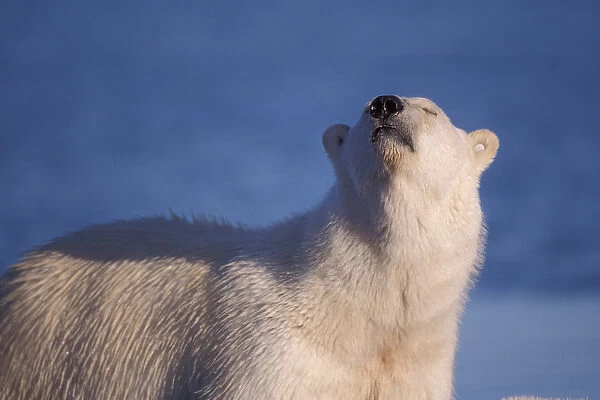 polar bear, Ursus maritimus, scenting the air, 1002 area of the Arctic National Wildlife Refuge