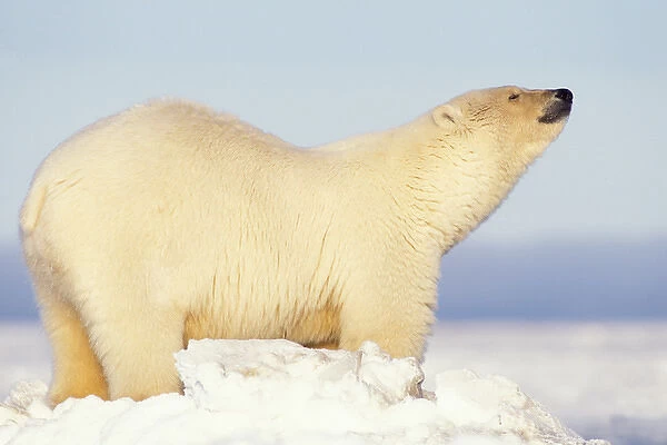 polar bear, Ursus maritimus, scenting the air, 1002 coastal plain of the Arctic National