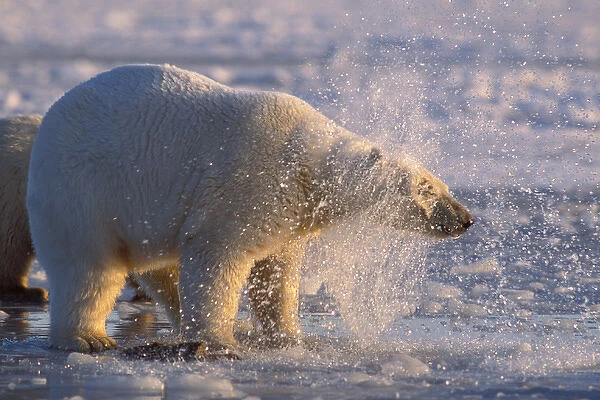 polar bear, Ursus maritimus, shaking off excess water on the pack ice, 1002 area