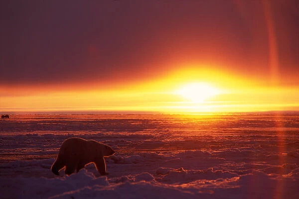 polar bear, Ursus maritimus, silhouette at sunrise on the pack ice of the frozen coastal plain