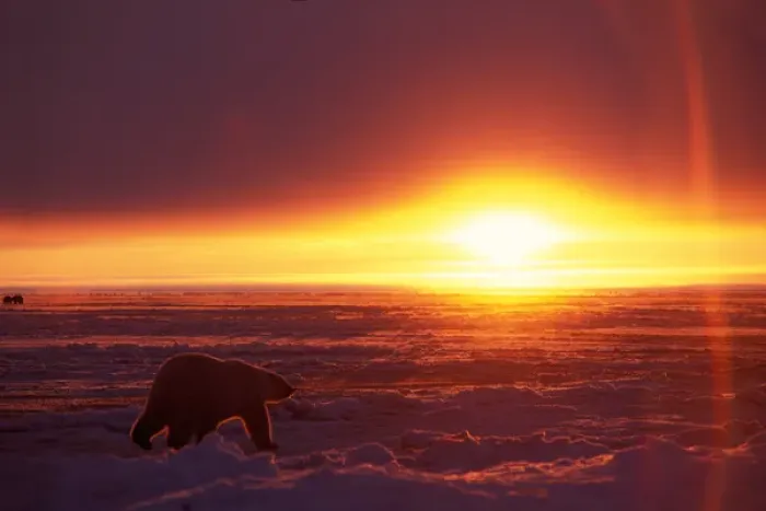 Framed Print : polar bear, Ursus maritimus, silhouette at sunrise on the pack ice of the frozen coastal plain