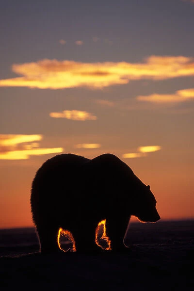 polar bear, Ursus maritimus, silhouette at sunset on the pack ice, 1002 coastal plain