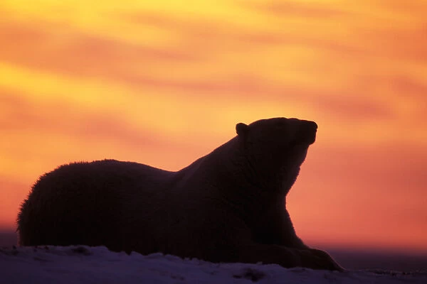 polar bear, Ursus maritimus, silhouette at sunset on the pack ice, 1002 coastal plain