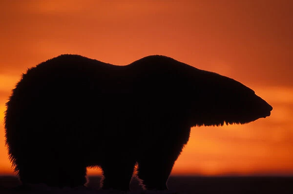 polar bear, Ursus maritimus, silhouette at sunset, 1002 coastal plain of the Arctic