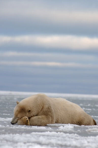 polar bear, Ursus maritimus, sleeping on the pack ice, 1002 coastal plain of the