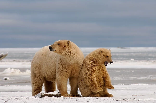 polar bear, Ursus maritimus, sow with cub dirty from gravel blowing in a recent windstorm