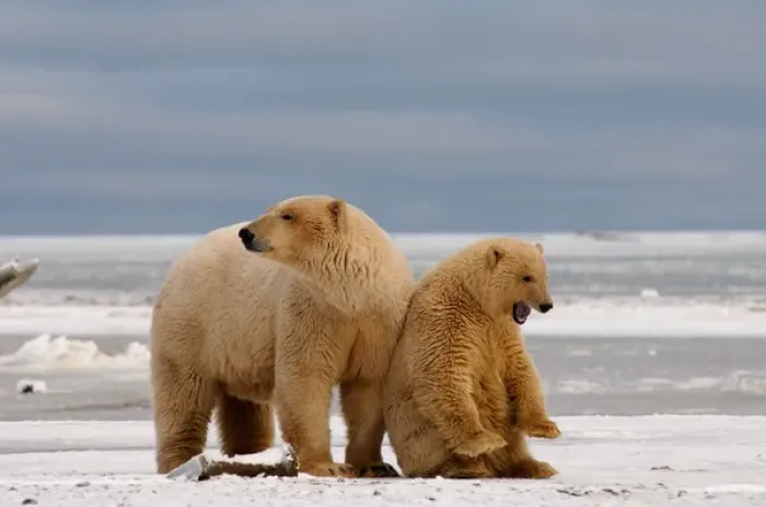 Framed Print : polar bear, Ursus maritimus, sow with cub dirty from gravel blowing in a recent windstorm Framed Print : polar bear, Ursus maritimus, sow with cub dirty from gravel blowing in a recent windstorm