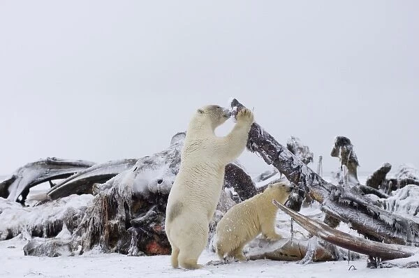 polar bear, Ursus maritimus, sow with cub feeding on a bowhead whale, Balaena mysticetus