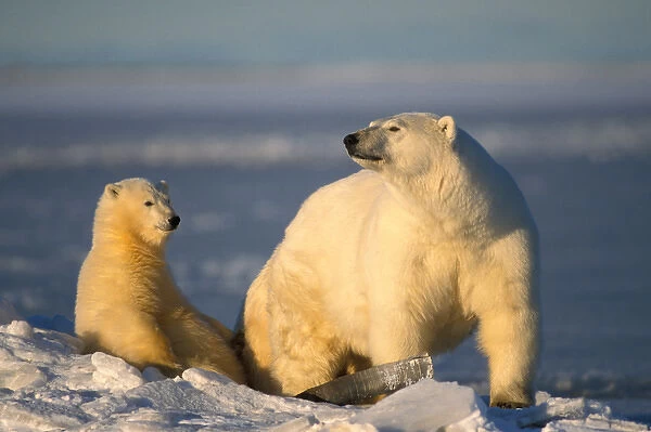 polar bear, Ursus maritimus, sow with cub on the pack ice of the frozen 1002 coastal