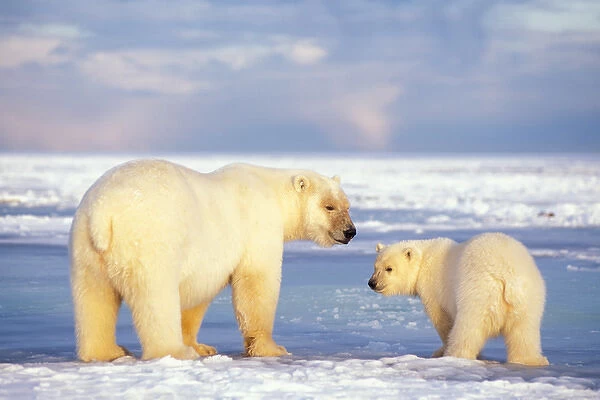 polar bear, Ursus maritimus, sow with cub on the pack ice of the frozen 1002 coastal