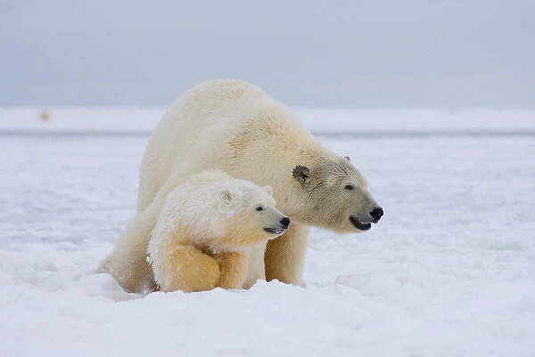 polar bear, Ursus maritimus, sow with cub on the pack ice, 1002 coastal plain of
