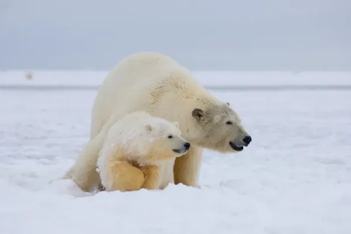 Framed Print : polar bear, Ursus maritimus, sow with cub on the pack ice, 1002 coastal plain of Framed Print : polar bear, Ursus maritimus, sow with cub on the pack ice, 1002 coastal plain of