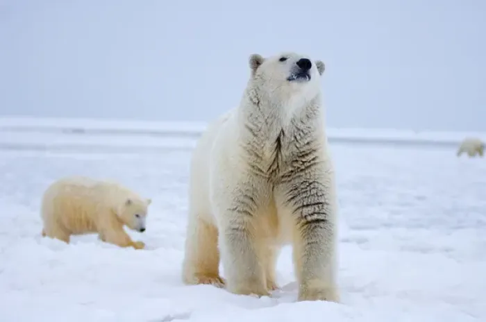 Framed Print : polar bear, Ursus maritimus, sow with cub on the pack ice, 1002 coastal plain of