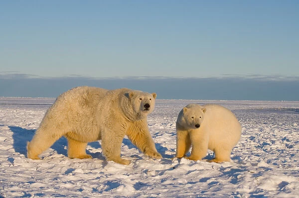 polar bear, Ursus maritimus, sow with cub on the pack ice, 1002 coastal plain of