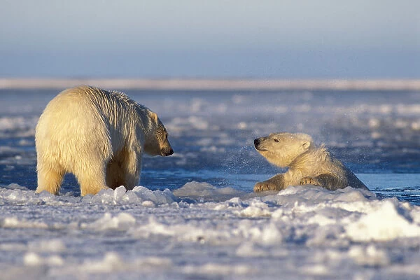 polar bear, Ursus maritimus, sow with cub playing in slushy pack ice, 1002 coastal