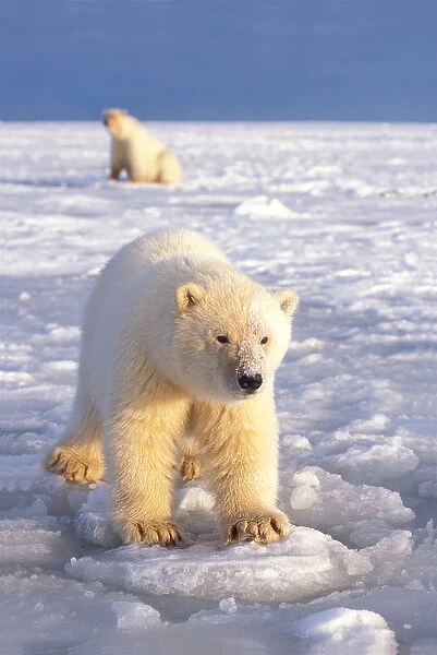 polar bear, Ursus maritimus, sow with cub playing on the pack ice of the frozen coastal plain