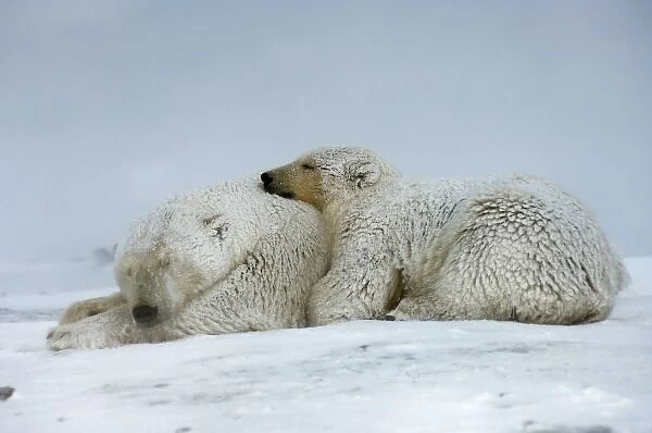 polar bear, Ursus maritimus, sow with cub sleeping on the pack ice, 1002 coastal plain