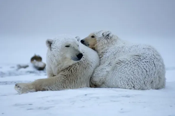 Framed Print : polar bear, Ursus maritimus, sow with cub sleeping on the pack ice, 1002 coastal plain Framed Print : polar bear, Ursus maritimus, sow with cub sleeping on the pack ice, 1002 coastal plain