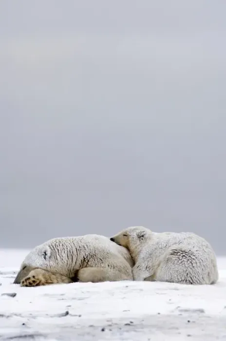 Framed Print : polar bear, Ursus maritimus, sow with cub sleeping on the pack ice, 1002 coastal plain