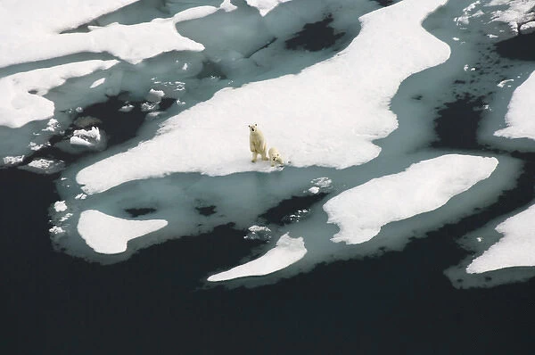 polar bear, Ursus maritimus, sow with cub walking on multi-layer ice (freshwater