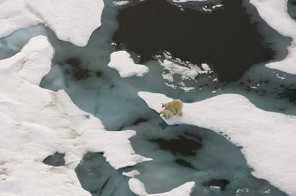 polar bear, Ursus maritimus, sow with cub walking on multi-layer ice (freshwater