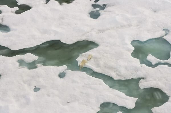 polar bear, Ursus maritimus, sow with cub walking on multi-layer ice on the Chuckchi Sea