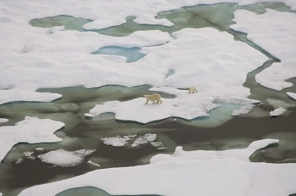 polar bear, Ursus maritimus, sow with cub walking on multi-layer ice on the Chuckchi Sea