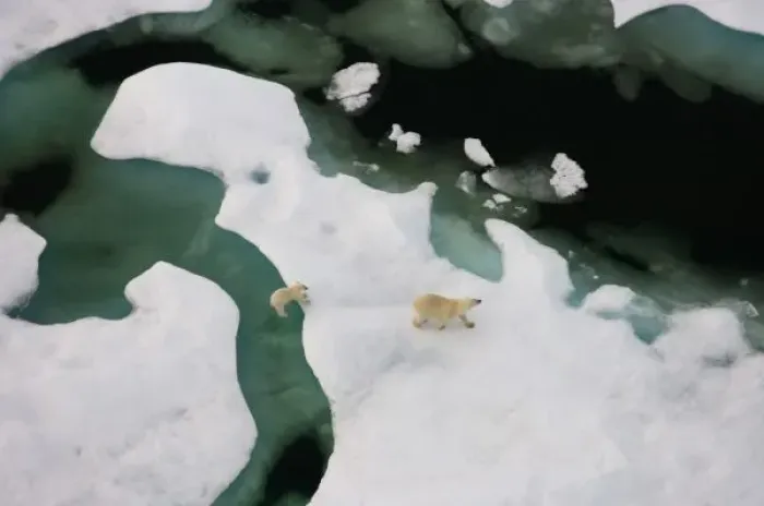 Framed Print : polar bear, Ursus maritimus, sow with cub walking on multi-layer ice on the Chuckchi Sea