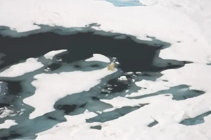 Framed Print : polar bear, Ursus maritimus, sow with cub walking on multi-layer ice on the Chuckchi Sea