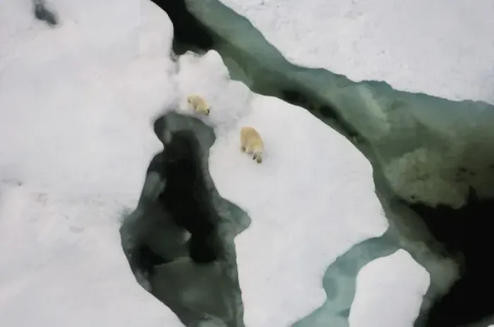 Framed Print : polar bear, Ursus maritimus, sow with cub walking on multi-layer ice on the Chuckchi Sea Framed Print : polar bear, Ursus maritimus, sow with cub walking on multi-layer ice on the Chuckchi Sea