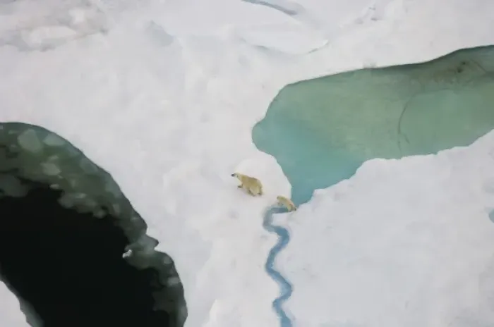Framed Print : polar bear, Ursus maritimus, sow with cub walking on multi-layer ice on the Chuckchi Sea