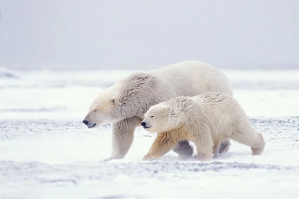 polar bear, Ursus maritimus, sow with cub walking on the pack ice of the frozen coastal plain