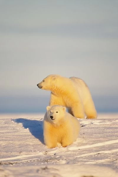 polar bear, Ursus maritimus, sow with cub walking on the pack ice, 1002 coastal plain
