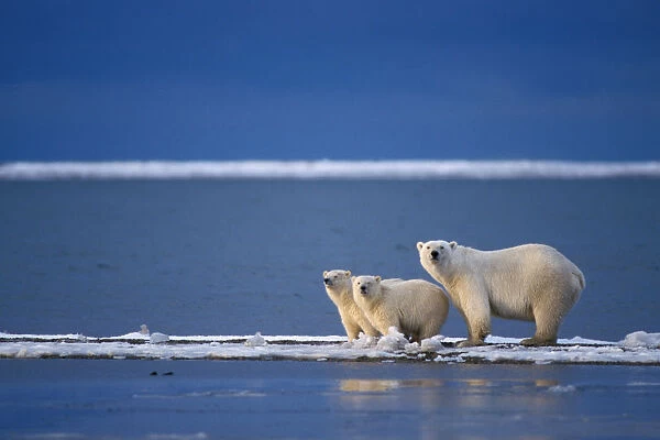 polar bear, Ursus maritimus, sow with cubs on snow-covered pack ice of the unfrozen Arctic ocean