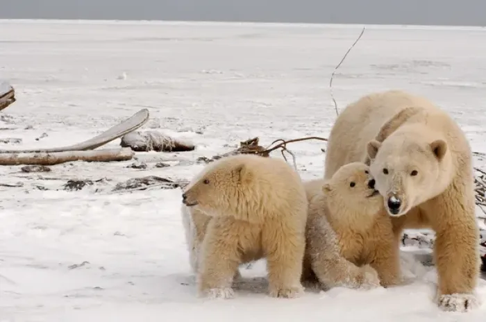 Framed Print : polar bear, Ursus maritimus, sow with cubs dirty from gravel blowing in a recent windstorm
