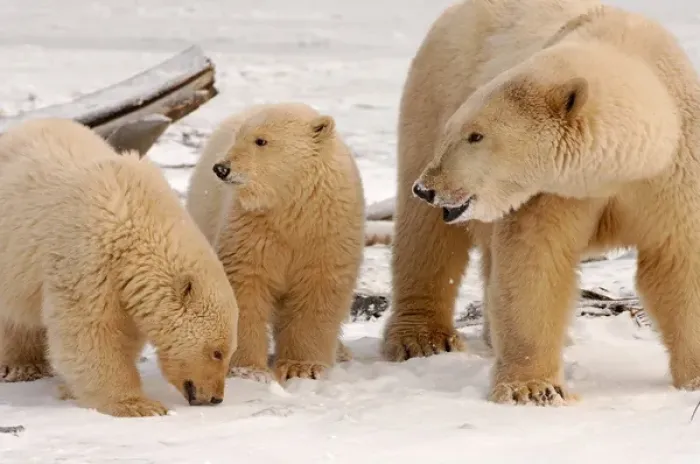 Framed Print : polar bear, Ursus maritimus, sow with cubs dirty from gravel blowing in a recent windstorm Framed Print : polar bear, Ursus maritimus, sow with cubs dirty from gravel blowing in a recent windstorm