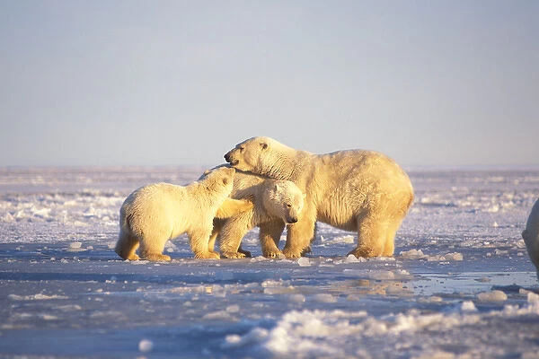 polar bear, Ursus maritimus, sow with cubs on the pack ice of the frozen coastal plain