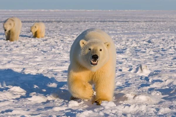 polar bear, Ursus maritimus, sow with cubs on the pack ice, 1002 coastal plain of