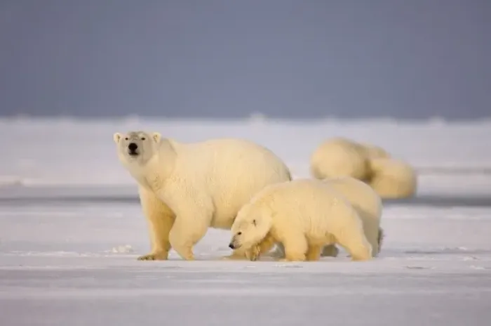 Framed Print : polar bear, Ursus maritimus, sow with cubs on the pack ice, 1002 coastal plain of Framed Print : polar bear, Ursus maritimus, sow with cubs on the pack ice, 1002 coastal plain of