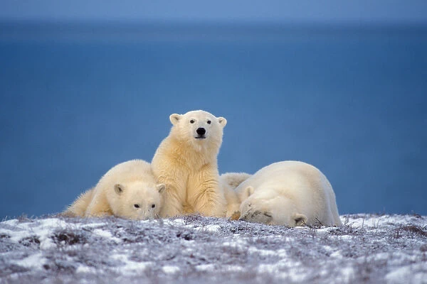 polar bear, Ursus maritimus, sow with cubs resting along the Arctic coast, 1002 area