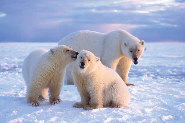 polar bear, Ursus maritimus, sow with cubs at sunset on the pack ice of the frozen coastal plain