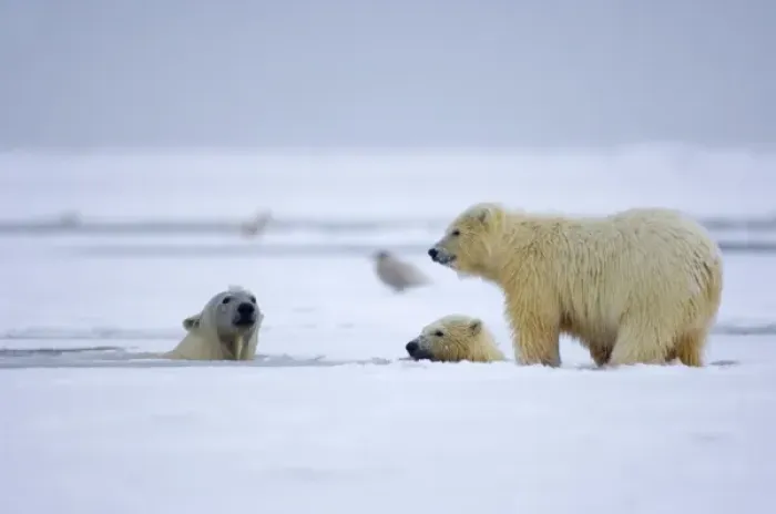Framed Print : polar bear, Ursus maritimus, sow with cubs swim and play in the water and pack ice