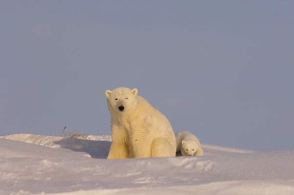 polar bear, Ursus maritimus, sow with newborn spring cubs newly emerged from their den