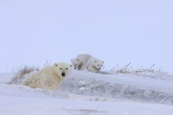 polar bear, Ursus maritimus, sow with newborn spring cubs newly emerged from their den