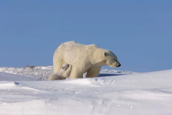 polar bear, Ursus maritimus, sow nurses its newborn spring cub outside their den