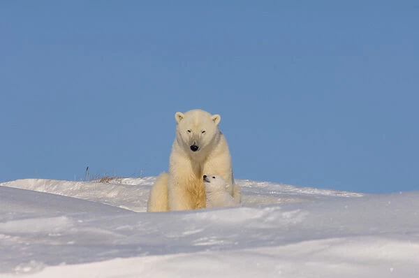 polar bear, Ursus maritimus, sow playing with her newborn spring cub outside their den