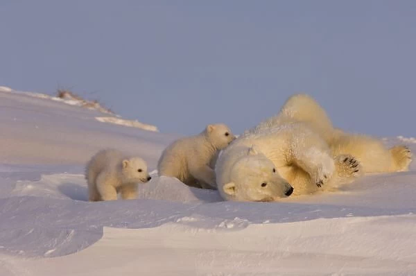 polar bear, Ursus maritimus, sow playing with her newborn spring cubs outside their den