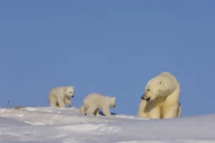 Framed Print : polar bear, Ursus maritimus, sow playing with her newborn spring cubs outside their den