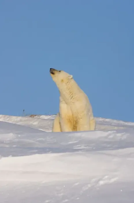 Framed Print : polar bear, Ursus maritimus, sow sitting outside her den scenting the air, mouth